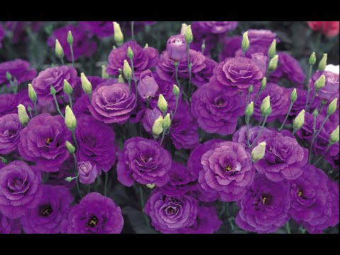 Видео: ЭУСТОМА! ОБО ВСЕХ СЕКРЕТАХ ВЫРАЩИВАНИЯ