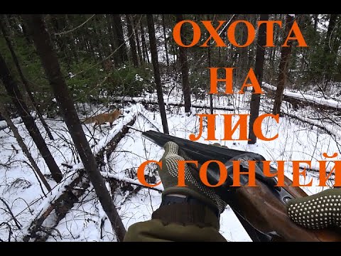 Видео: Охота на лис с русской гончей по первому снегу в лесу. Кировская область.