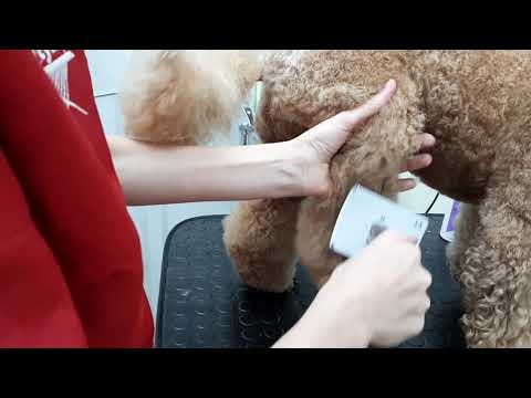 Видео: Как я расчёсываю шерсть