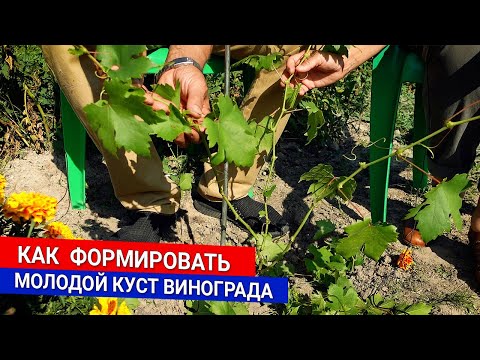 Видео: Как  формировать молодой куст винограда