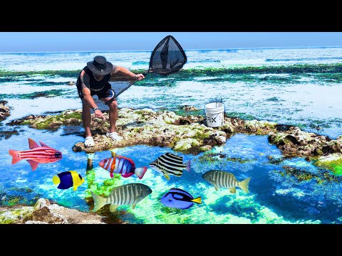 Видео: Ловля микроаквариумных рыбок в TIDE POOLS #ловляаквариумныхрыб #tidepools