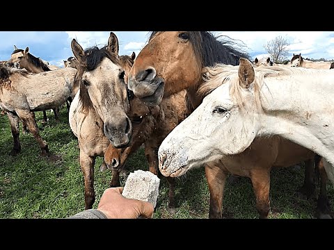 Видео: Сломался квадроцикл/ Отвез лошадям соль в поля/ Лошади Идиятуллина