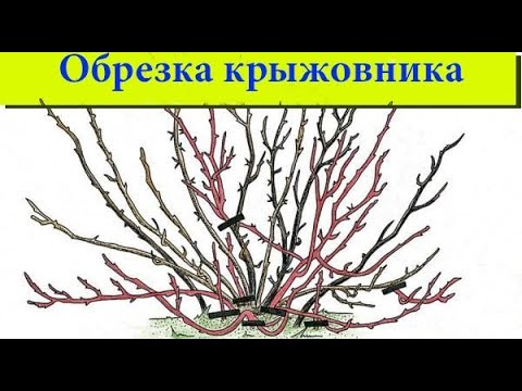 Видео: Как правильно обрезать крыжовник