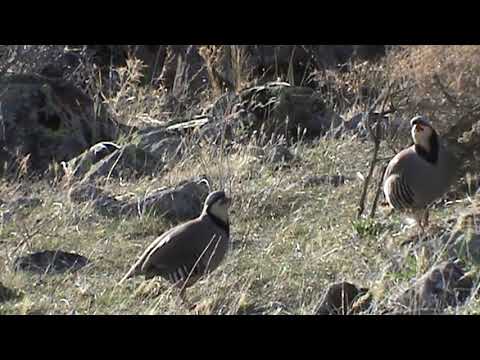 Видео: Keklik Avı Muhteşem (Bağlı) - الحجل طائر - куропатка - partridge