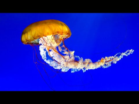 Видео: Самые смертоносные подводные обитатели