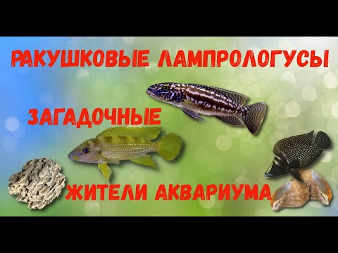 Видео: Все, що ви хотіли знати про ракушкових лампрологусах
