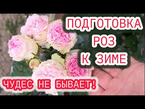 Видео: ПОДГОТОВКА РОЗ К ЗИМЕ. ПРАВИЛА И РЕКОМЕНДАЦИИ ПО УХОДУ В СЕНТЯБРЕ.