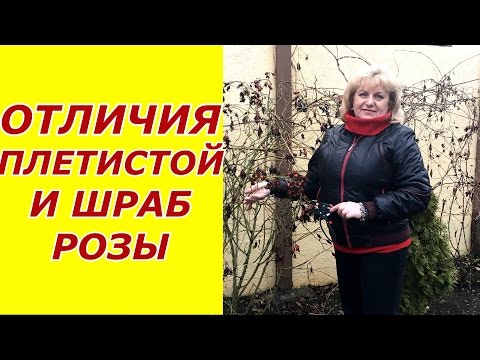 Видео: Как отличить Плетистую от Шраб розы ?
