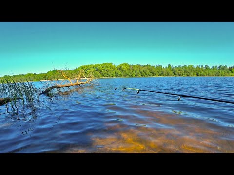 Видео: Рыбалка на ФИДЕР на Озере | Фидерная ловля белой рыбы