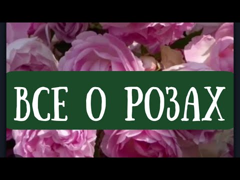 Видео: РОЗЫ. ШИКАРНЫЕ РОЗЫ. ЦВЕТЕНИЕ РОЗ. ВТОРАЯ ВОЛНА. НАЧАЛО.