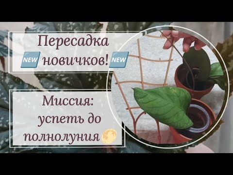 Видео: Пересадка новичков! Миссия: успеть до полнолуния 🌕!