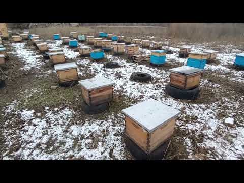 Видео: зимівля 2025. замовлення на маток.