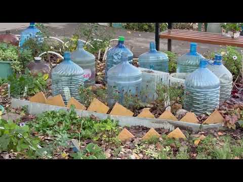 Видео: Укрыла миниатюрные #РОЗЫ ! 