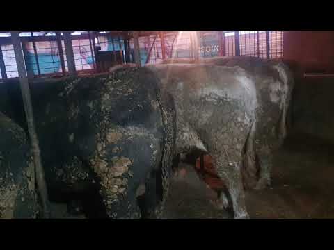 Видео: Как кормить быков и обзор