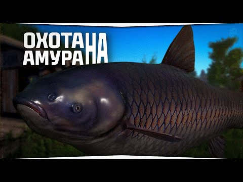 Видео: ВЫЗОВ принят: Охота на Чёрного амура за 3 стрима! Трофейный Аукцион | РР4