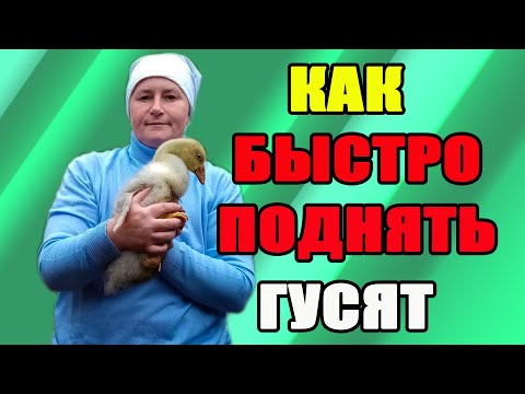 Видео: Как быстро поднять гусят. Кормление гусят.