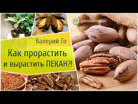 Видео: Как прорастить и вырастить орех пекан?!