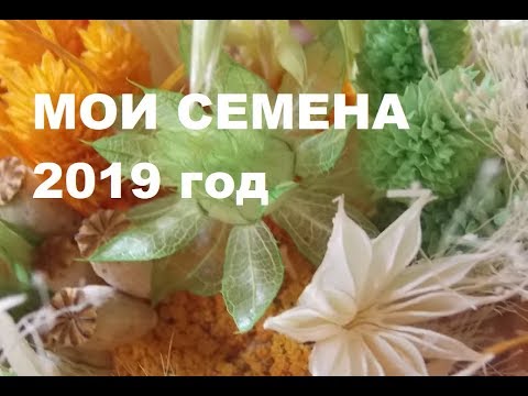 Видео: Семена каких сухоцветов могу выслать. Часть 2-ая.