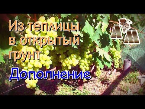 Видео: 🍇 Виноград - из теплицы в открытый грунт. Дополнение