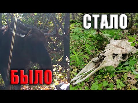 Видео: ТРОФЕЙ, Странности на СОЛОНЦЕ Проверка ФОТОЛОВУШЕК в лесу