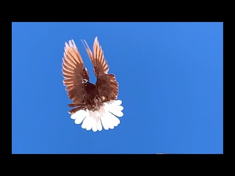 Видео: Николаевские голуби. Красные молодежь. 29.05.2025