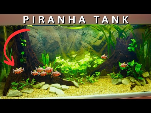 Видео: Мой первый опыт содержания пираний! Пошаговое руководство по созданию аквариума с растениями, киш...