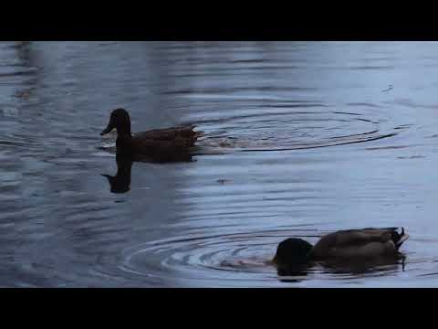 Видео: Утки на пруду. Ноябрь первый снег.