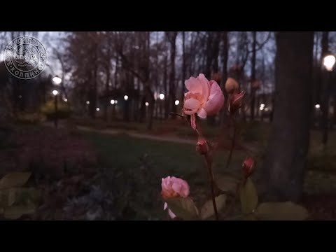 Видео: Вечерний город Колпино. Колпинский видеожурнал. Осень 2022