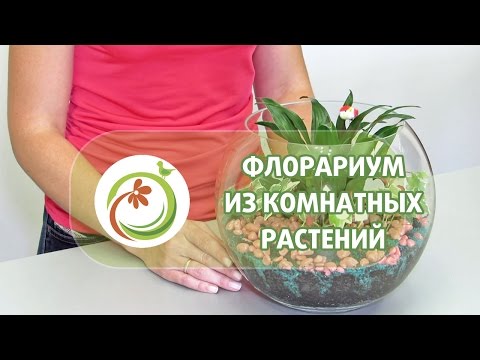 Видео: Как сделать "Флорариум" из комнатных растений. Мастер класс практической флористики.