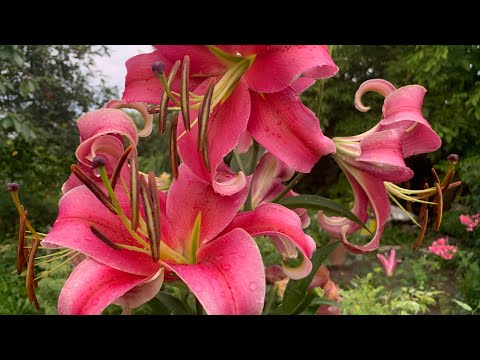 Видео: Лилии.Самые быстрые способы размножения лилий.