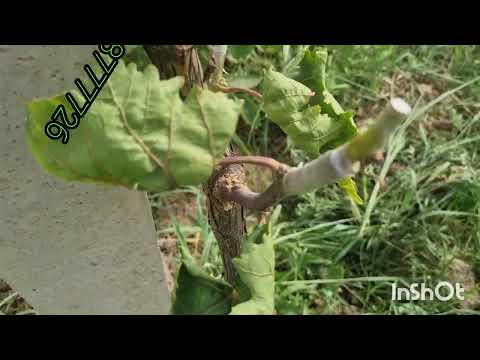 Видео: Чаро пайванд мекунем мечаспад лекин амал нест,