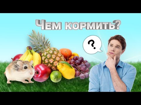 Видео: ЧЕМ КОРМИТЬ ХОМЯКА⁉️ | ПРАВИЛЬНОЕ ПИТАНИЕ ХОМЯКОВ✅ | хомуся life♡