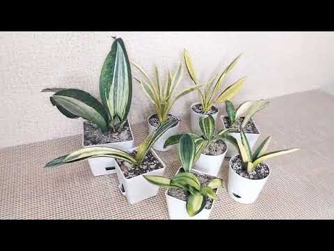 Видео: Небольшая часть моей коллекции Сансевиерий.