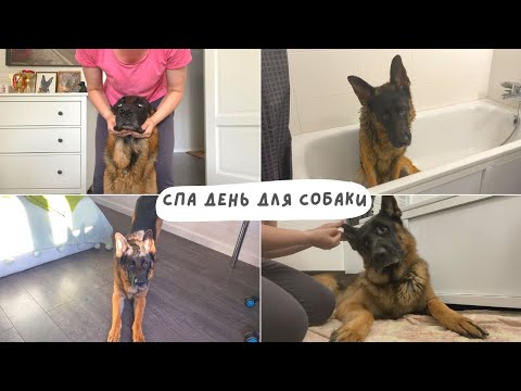 Видео: СПА ДЕНЬ ДЛЯ СОБАКИ [влог] - стрижка когтей, чистка зубов, чистка ушей и мытьё