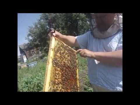 Видео: Среднерусские пчелы татарской популяции (постановка корпусов).