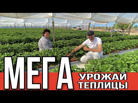 Видео: Мега урожай клубники,оригинальные теплицы ,нюансы производства и строения теплиц