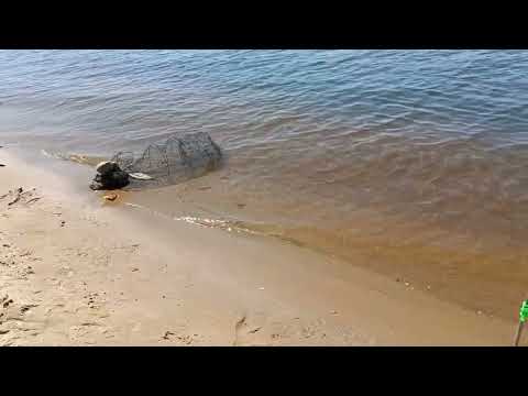 Видео: РЫБАЛКА ЗАПОРОЖЬЕ ГДЕ КЛЮЁТ КТО ЛОВИТСЯ ОБЗОР МЕСТ И НА ЧТО ЛОВИТЬ 