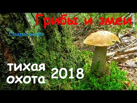 Видео: Грибы и большие змеи!Тихая охота