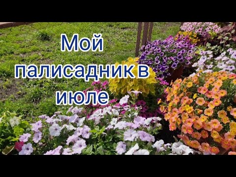 Видео: Цветы в июле. Нюансы составления миксов с алиссумом