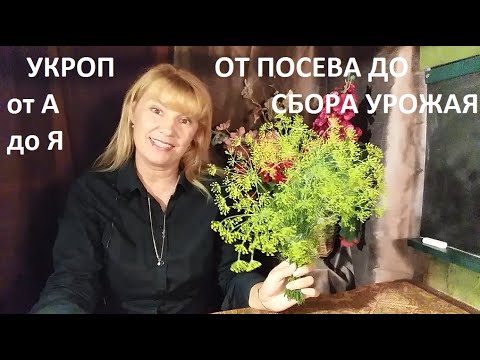 Видео: Укроп в природном земледелии.