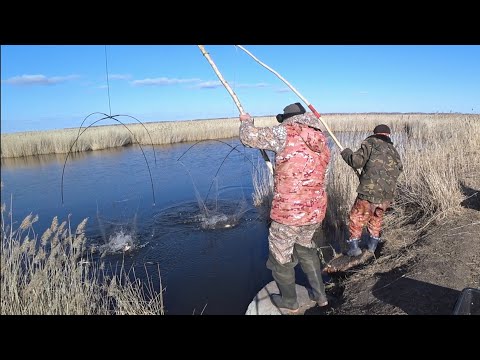 Видео: ТОННЫ РЫБЫ В БОЛОТЕ ИЛИ Рыбалка на паук 2024 Рыбалка на сазана рыбалка 2024. Ловля карася