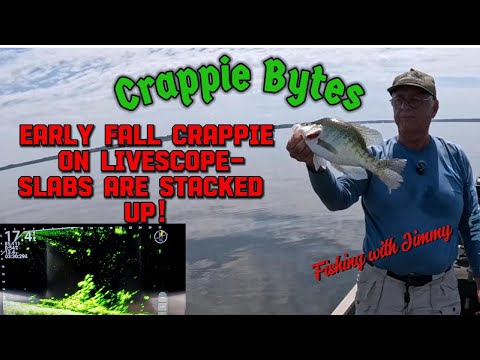 Видео: Краппи ранней осенью на Livescope — целые пласты! #CrappieFishing #Livescope #FallFishing