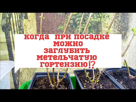 Видео: Три способа формировки куста метельчатой гортензии/Заглубление корневой шейки у низкорослых сортов 🌿