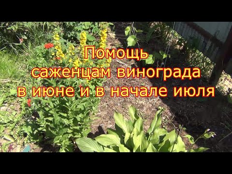 Видео: Помощь саженцам винограда в июне-июле