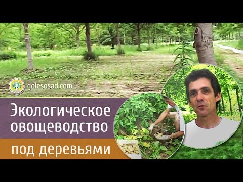 Видео: ЭКОЛОГИЧЕСКОЕ ОВОЩЕВОДСТВО ПОД ДЕРЕВЬЯМИ