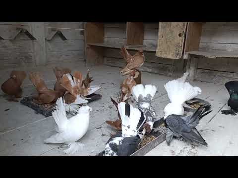 Видео: Самки маточне поголів'я 