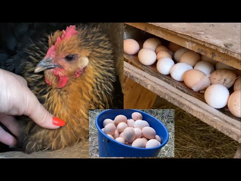 Видео: 4 УСЛОВИЯ для тех кто хочет ЗАВЕСТИ КУР несушек