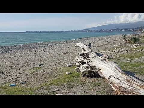 Видео: На зиму в Абхазию, день 97. Мимоза распустилась