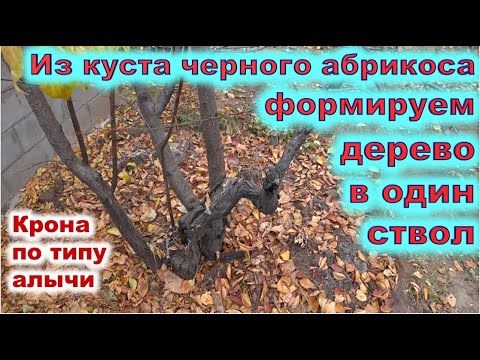 Видео: Формируем обрезкой из куста алычи дерево на штамбе