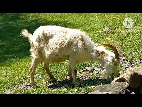 Видео: СОЧИ.Все самое интересное о селе"Калиновое озеро" от старожил.